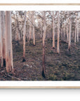 Ashton - Boranup Forest Wall Art - Digital Download