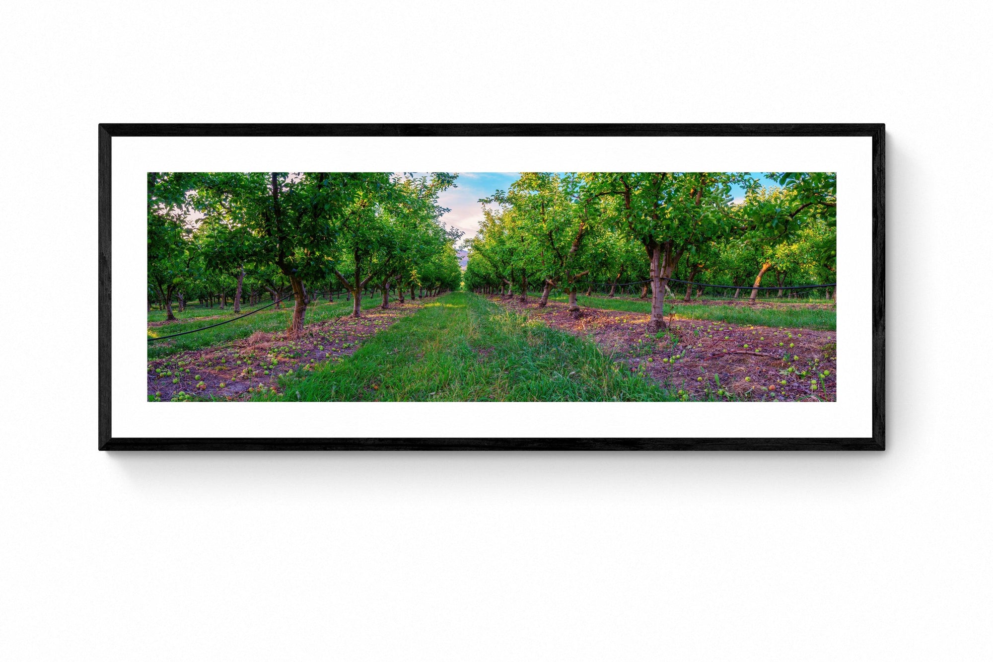 Apple - Framed Print - Tim Rainer Photography