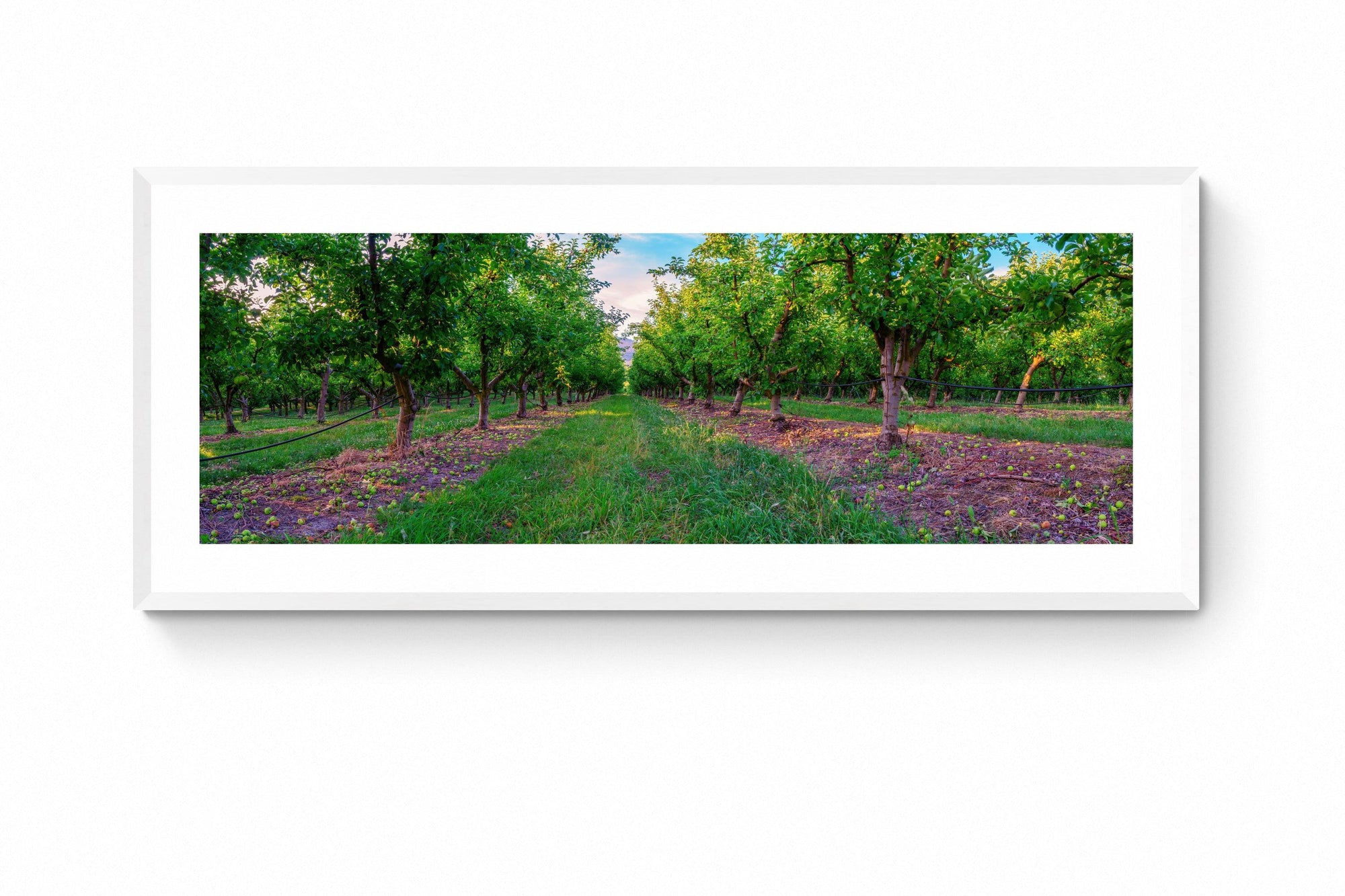 Apple - Framed Print - Tim Rainer Photography