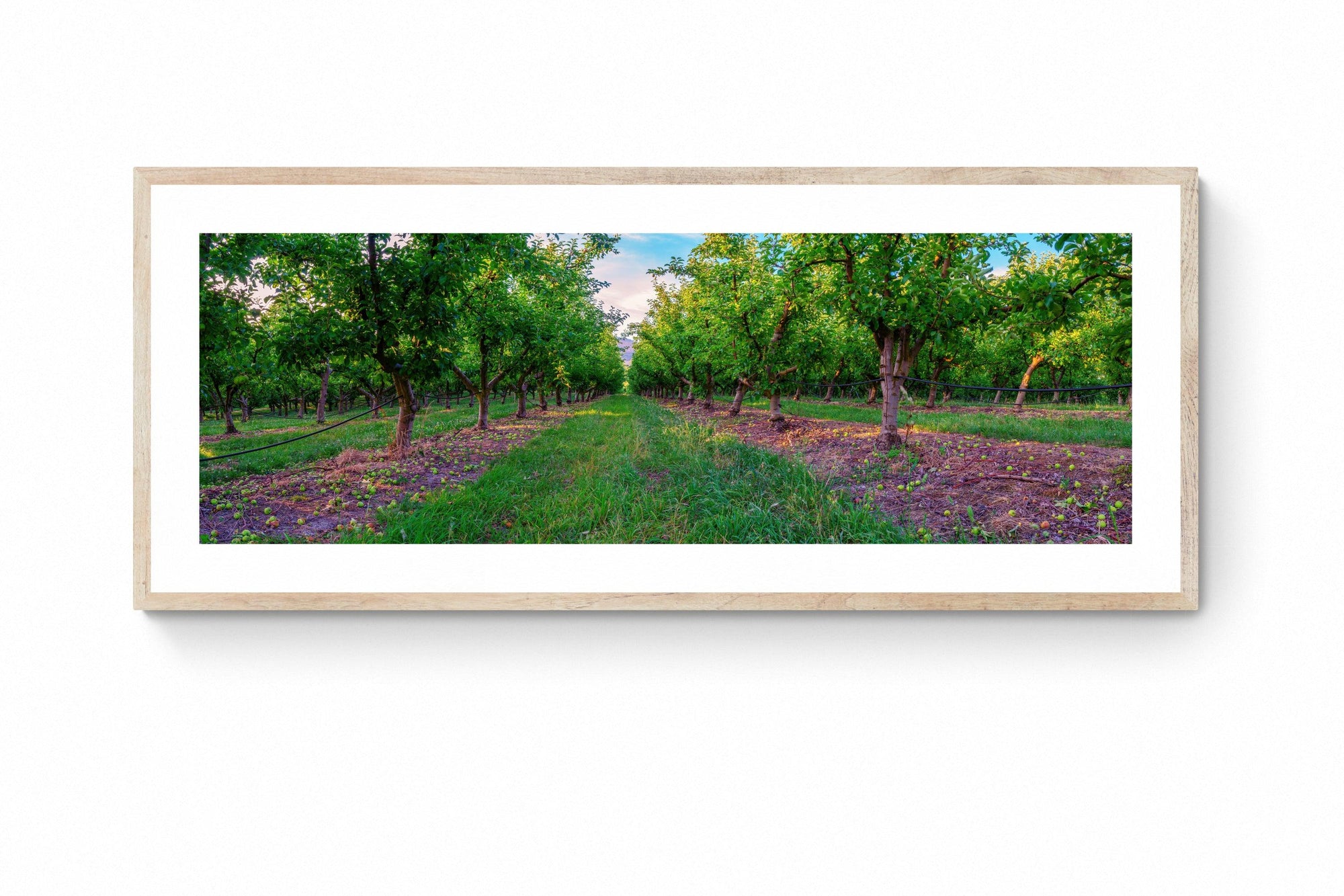 Apple - Framed Print - Tim Rainer Photography