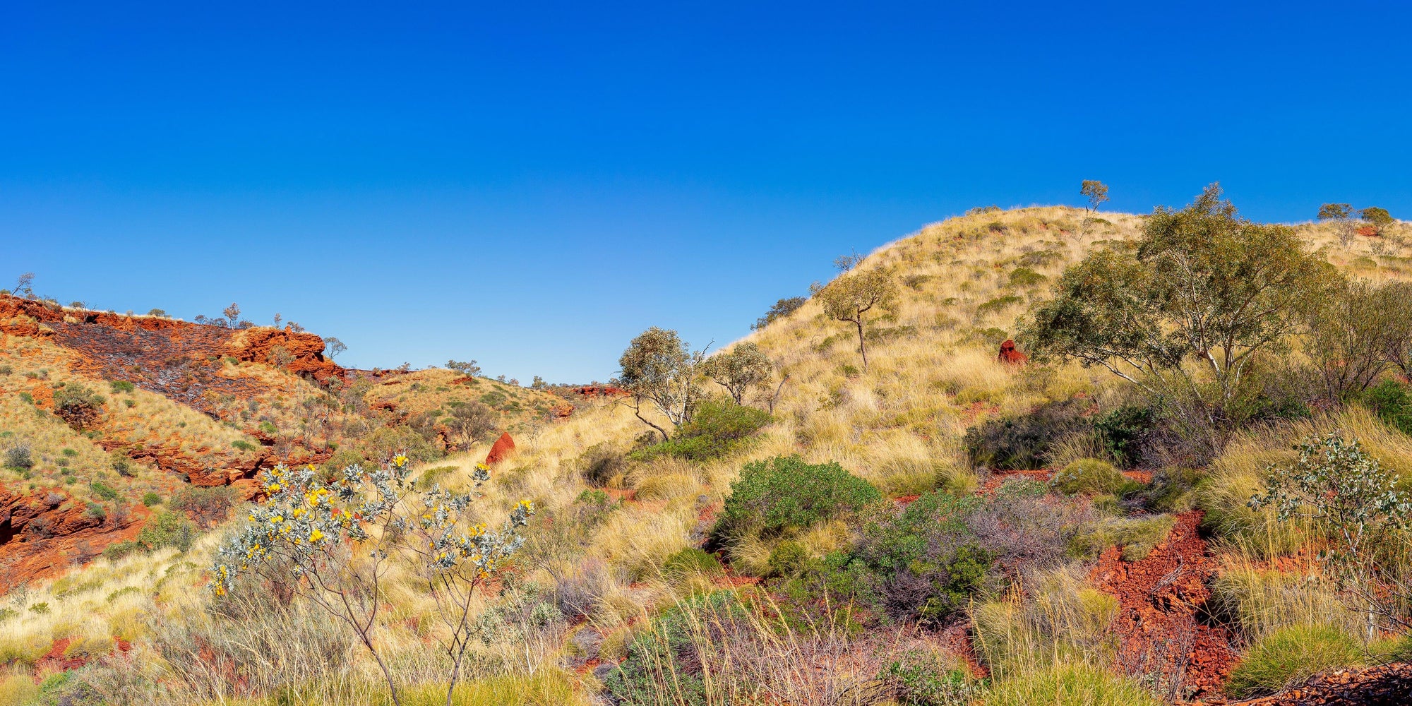 Zahara - Digital Download - Tim Rainer Photography