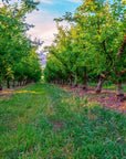 Apple - Framed Print - Tim Rainer Photography