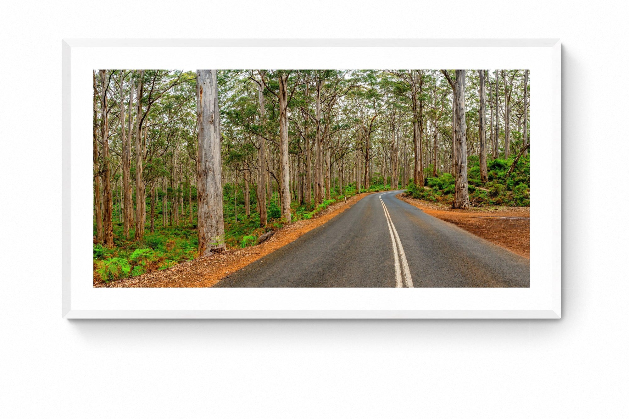 Forest - Framed Print - Tim Rainer Photography